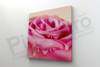 Imagine Tablou canvas PX 22023 trandafir topit