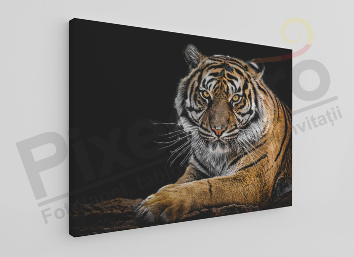 Imagine Tablou canvas animale PX 20010 tigru