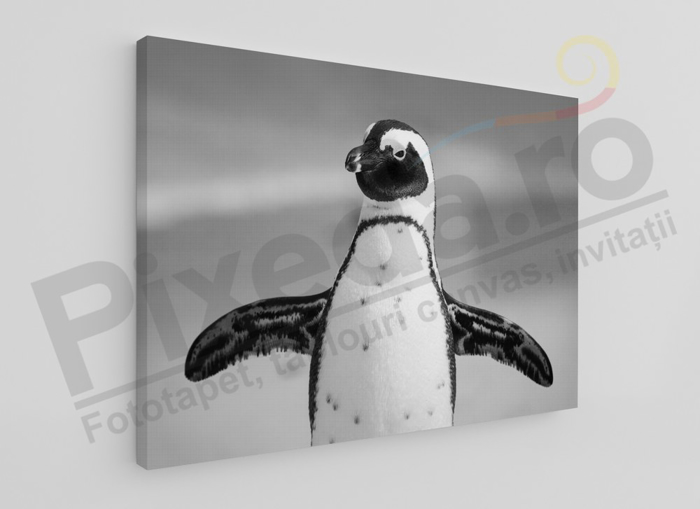 Imagine Tablou canvas animale PX 20011 pinguin