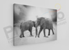 Imagine Tablou canvas animale PX 20013 elefanti alb negru