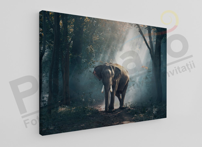 Imagine Tablou canvas animale PX 20017 elefant