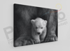 Imagine Tablou canvas animale PX 20020 pui de urs polar