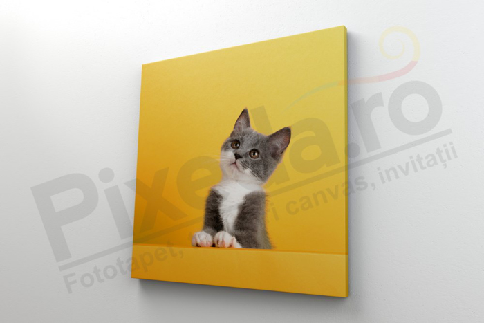 Imagine Tablou canvas animale PX 22005 felina intreprinzatoare